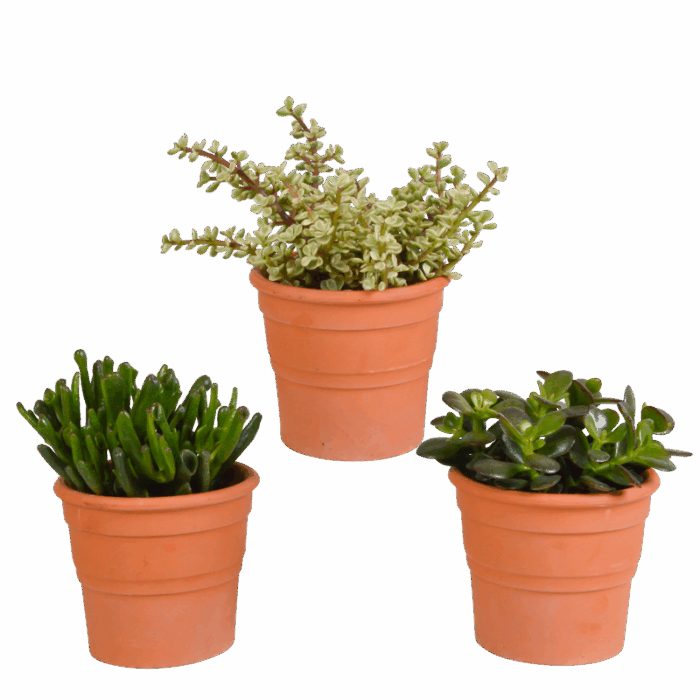 Crassula mix 10,5 cm in terracotta pot | 3 stuks