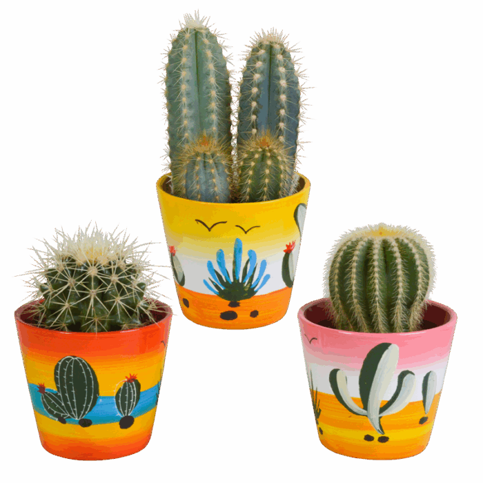 Cactus mix 8,5 cm in Mexicaanse pot | 3 stuks