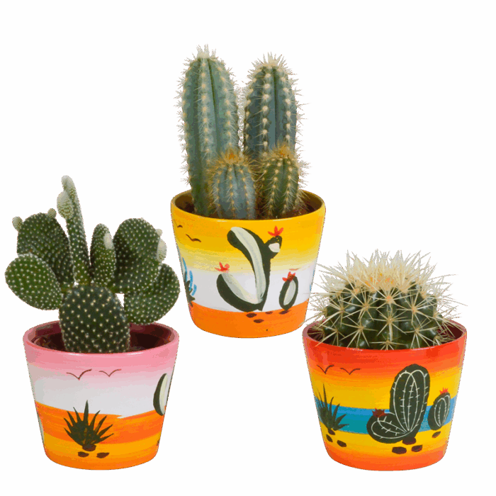 Cactus mix 10,5 cm  in Mexicaanse pot | 3 stuks