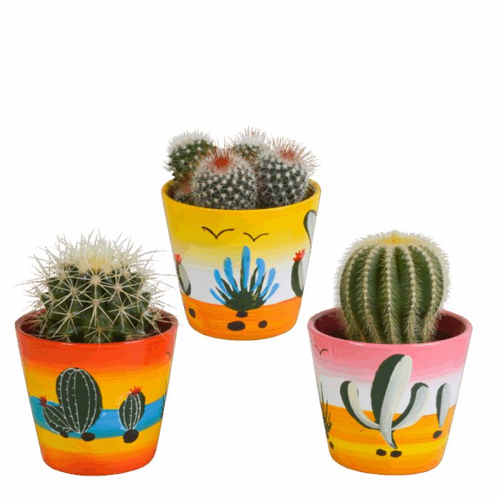 Bolcactus mix 8,5 cm in Mexicaanse pot | 3 stuks