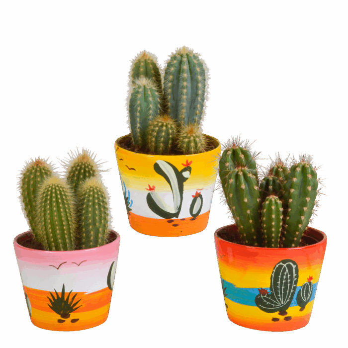 Cereus mix 10,5 cm in Mexicaanse pot | 3 stuks