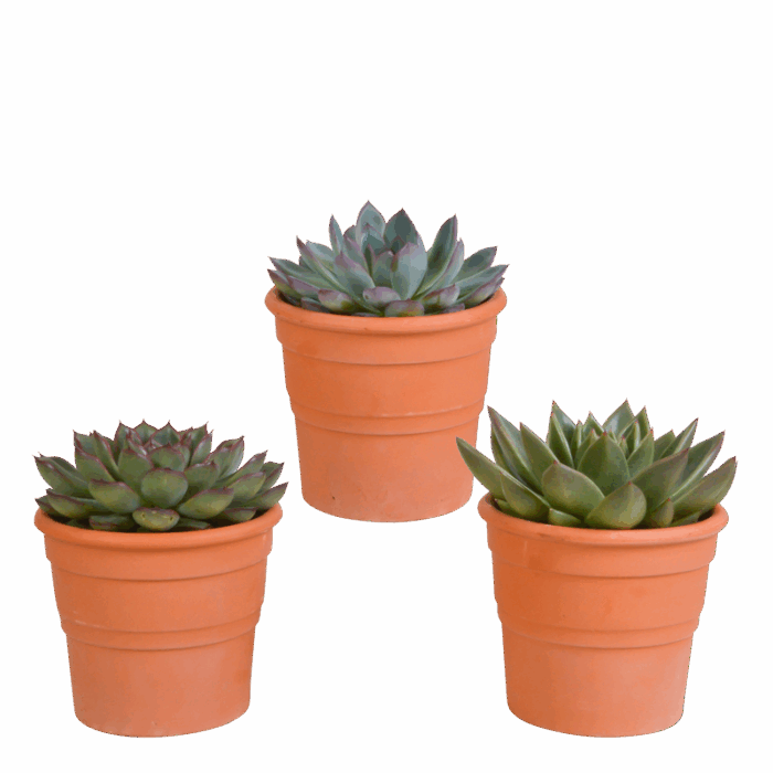 Echeveria mix 10,5 cm in terracotta pot | 3 stuks
