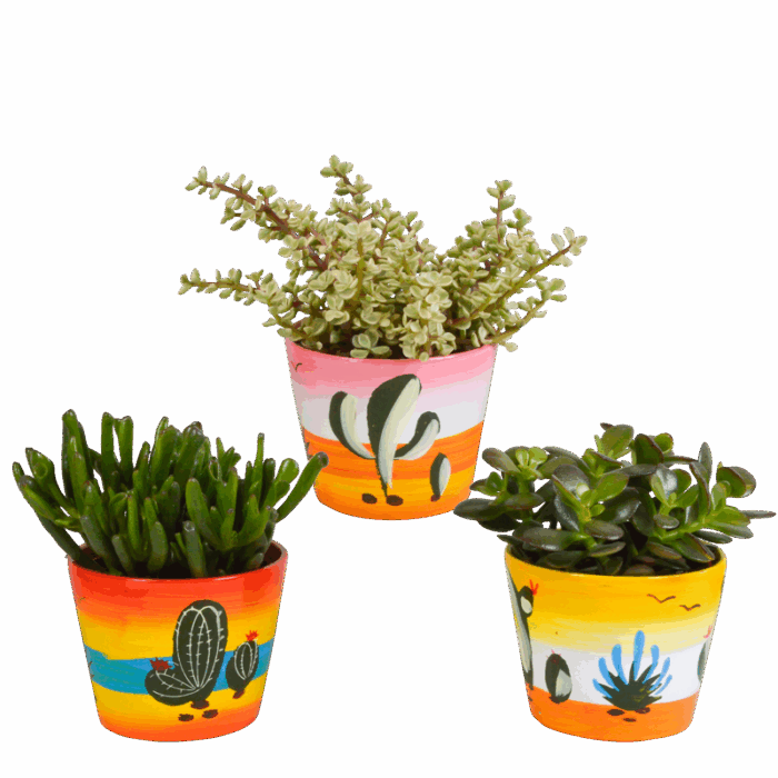 Crassula mix 10,5 cm in Mexicaanse pot | 3 stuks