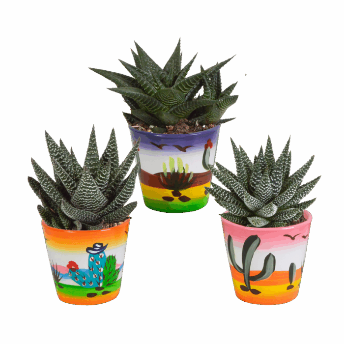 Gasteria/Haworthia mix 8,5 cm in Mexicaanse pot | 3 stuks