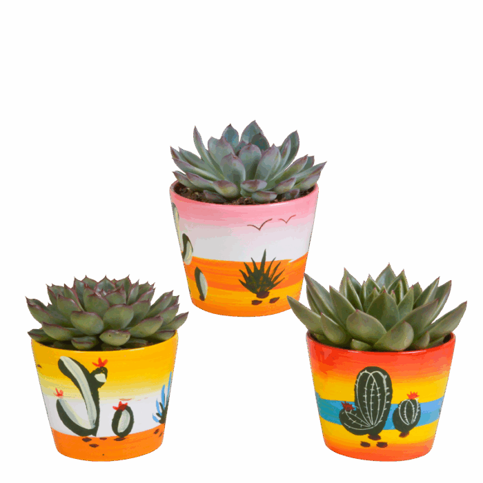 Echeveria mix 10,5 cm in Mexicaanse pot | 3 stuks