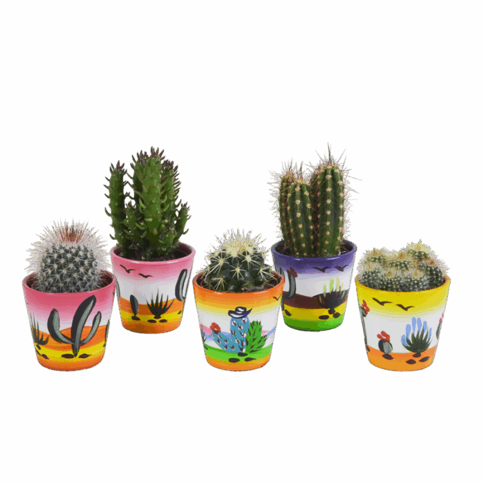 Cactus mix 5,5 cm in Mexicaanse pot | 5 stuks