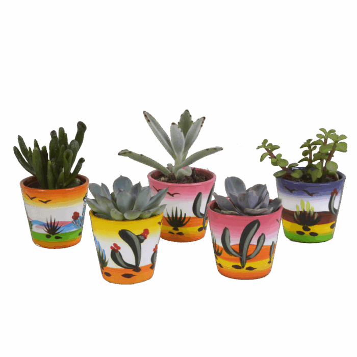 Vetplanten mix 5,5 cm in Mexicaanse pot | 5 stuks