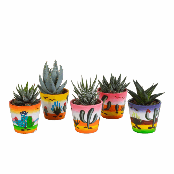 Gasteria/Haworthia mix 5,5 cm in Mexicaanse pot | 5 stuks