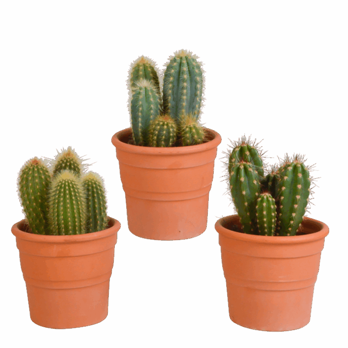 Cereus mix 10,5 cm in terracotta pot | 3 stuks