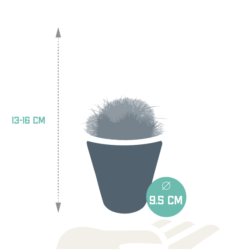 Bolcactus mix 8,5 cm in witte pot | 3 stuks - Afbeelding 2
