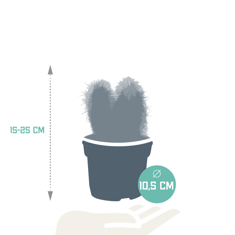 Cereus mix 10,5 cm | 3 stuks - Afbeelding 2