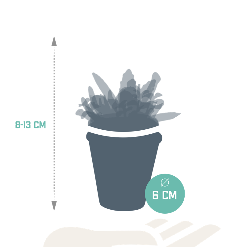 Vetplanten mix 5,5 cm in terracotta pot | 5 stuks - Afbeelding 2