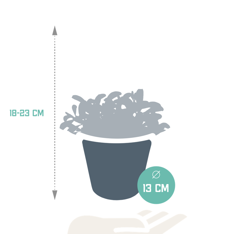 Peperomia graveolens 10,5 cm in witte pot - Afbeelding 2