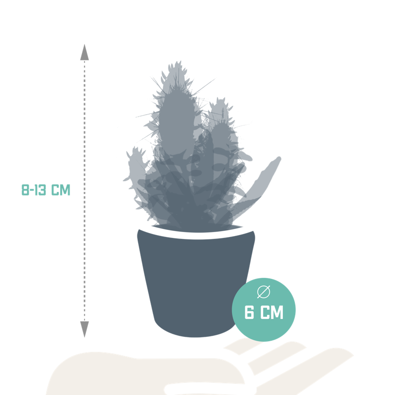 Cactus en vetplanten mix 5,5 cm in Mexicaanse pot | 15 stuks - Afbeelding 2