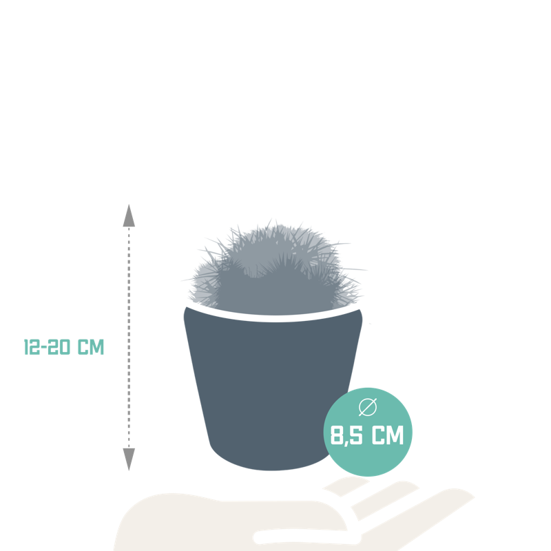 Bolcactus mix 8,5 cm in Mexicaanse pot | 3 stuks - Afbeelding 2