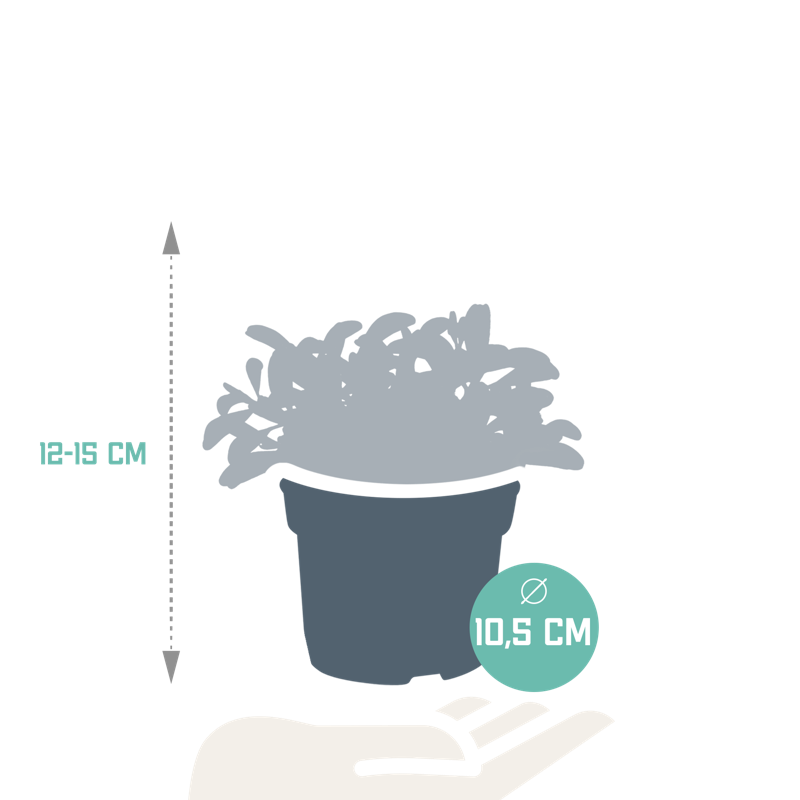 Peperomia graveolens 10,5 cm - Afbeelding 2