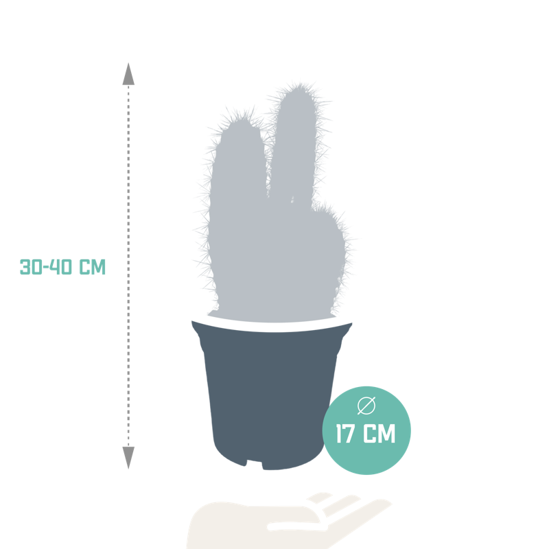 Pilosocereus azureus 17 cm - Afbeelding 2