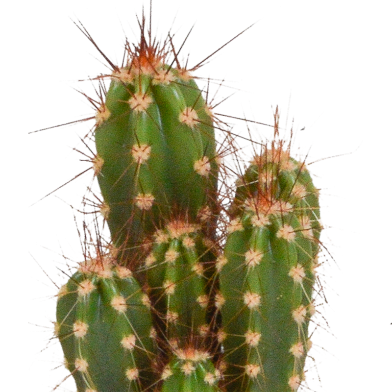 Cactus mix 5,5 cm | 10 stuks - Afbeelding 4