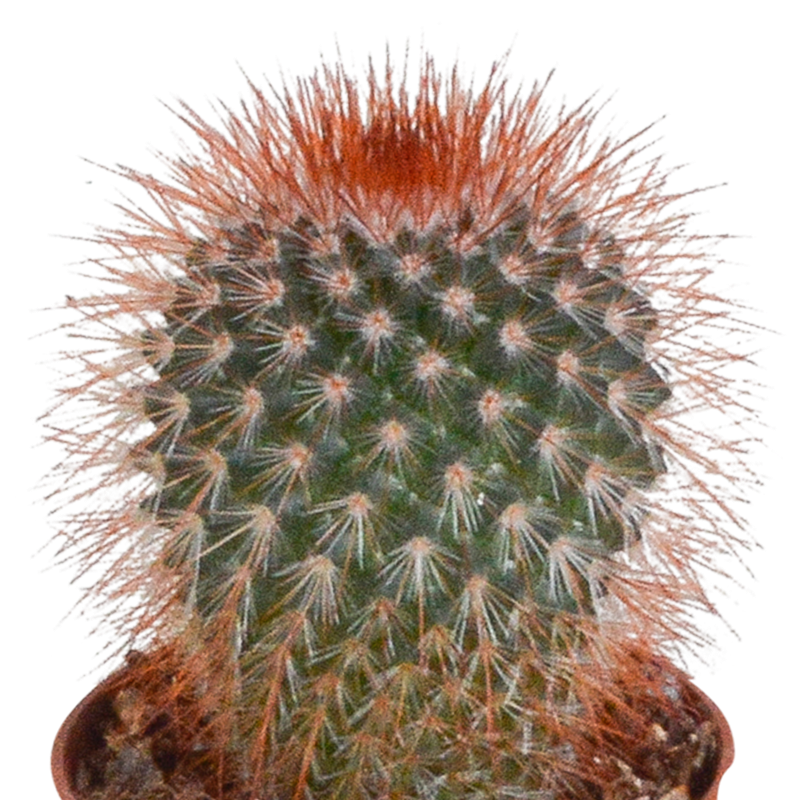 Cactus mix 5,5 cm | 10 stuks - Afbeelding 6