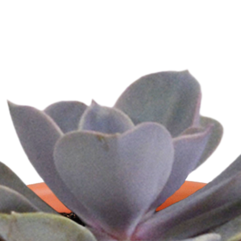 Cactus en vetplanten mix 5,5 cm in Mexicaanse pot | 15 stuks - Afbeelding 5