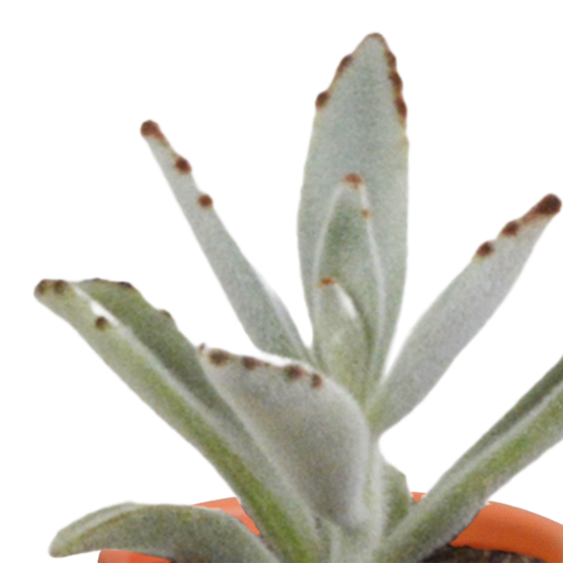 Cactus en vetplanten mix 5,5 cm in Mexicaanse pot | 15 stuks - Afbeelding 6