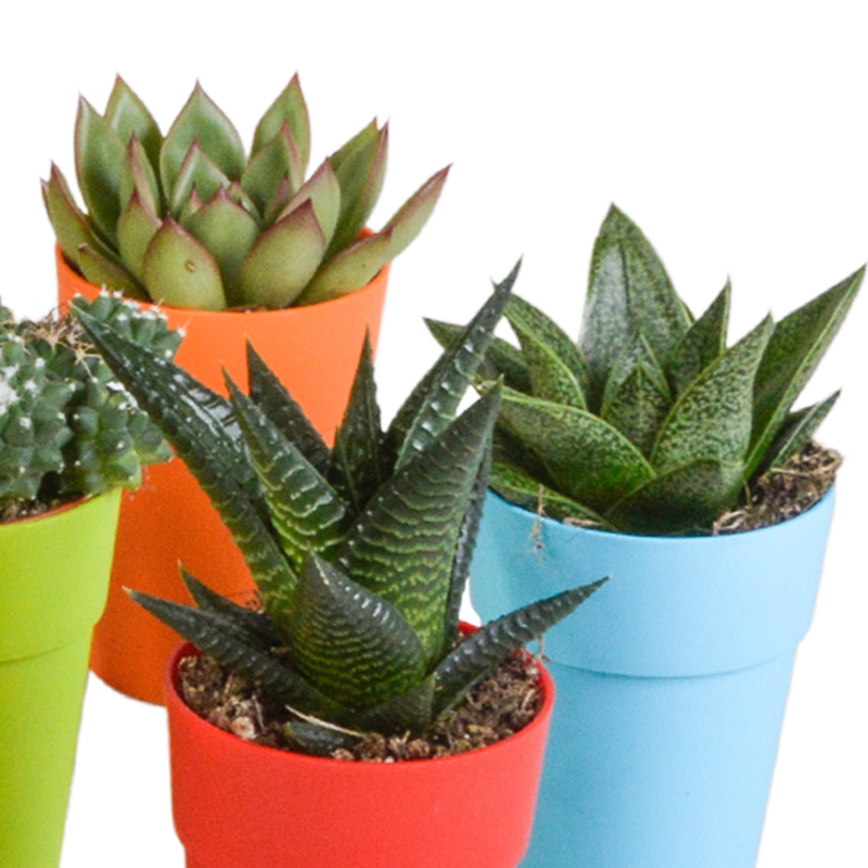 Cactus en vetplanten mix 5,5 cm in gekleurde plasticpot | 15 stuks - Afbeelding 3