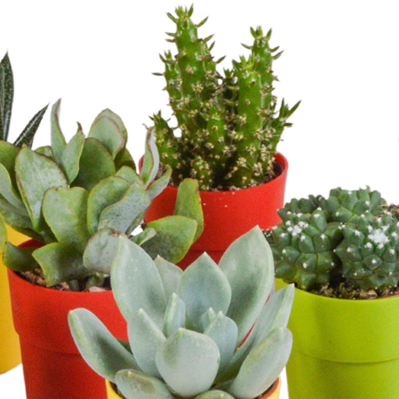 Cactus en vetplanten mix 5,5 cm in gekleurde plasticpot | 15 stuks - Afbeelding 4