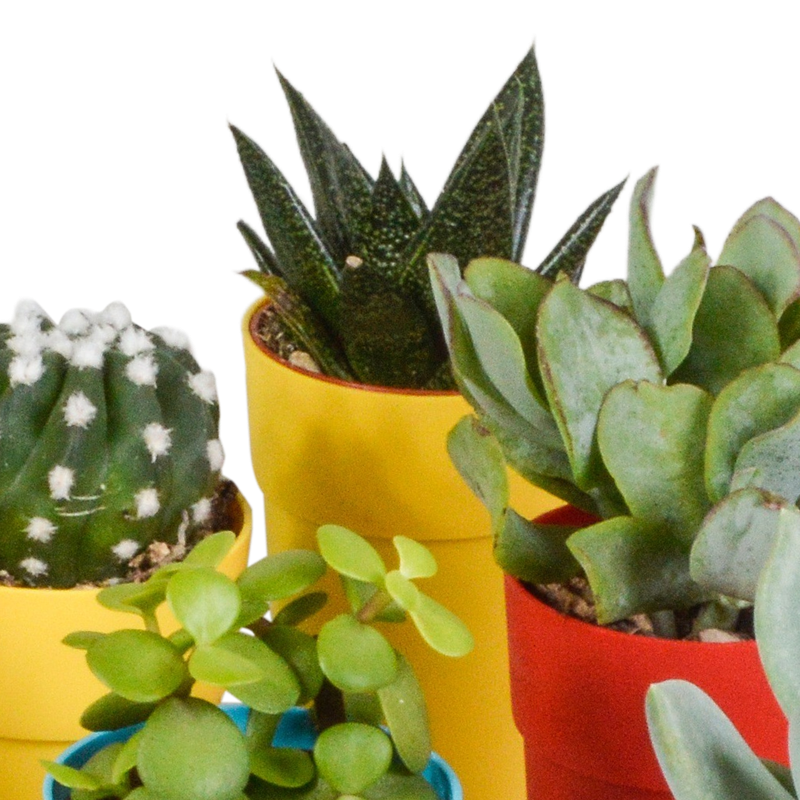 Cactus en vetplanten mix 5,5 cm in gekleurde plasticpot | 15 stuks - Afbeelding 5