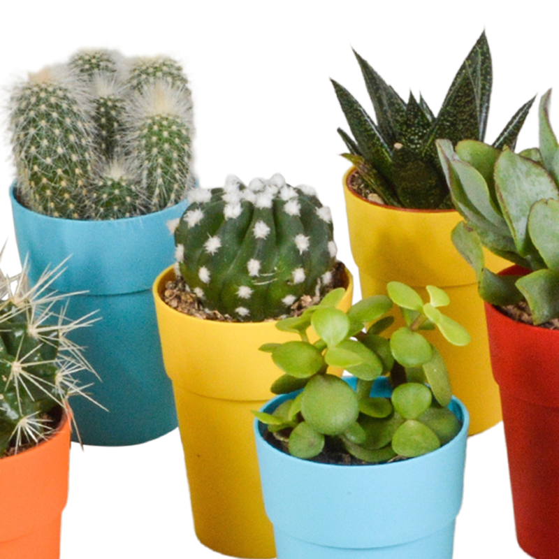 Cactus en vetplanten mix 5,5 cm in gekleurde plasticpot | 15 stuks - Afbeelding 6