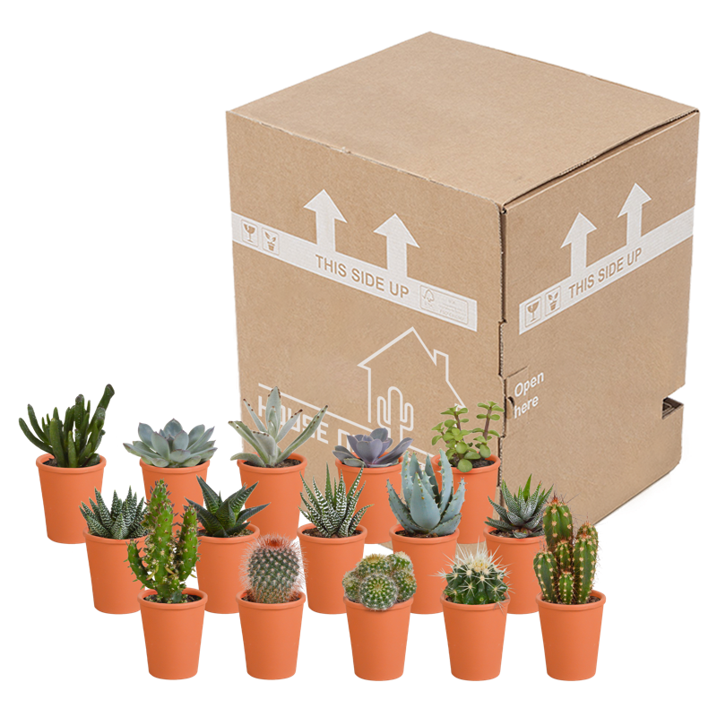 Cactus en vetplanten mix 5,5 cm in terracotta pot | 15 stuks - Afbeelding 3