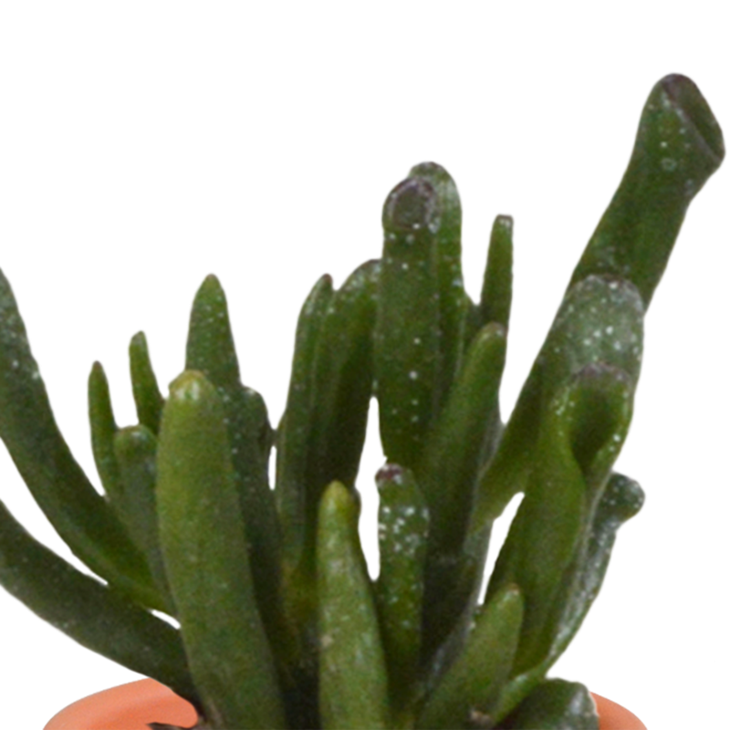 Cactus en vetplanten mix 5,5 cm in terracotta pot | 15 stuks - Afbeelding 6