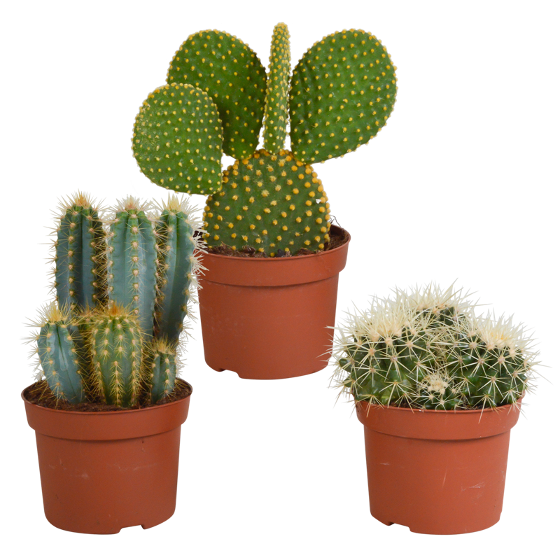 Cactus mix 12 cm | 3 stuks