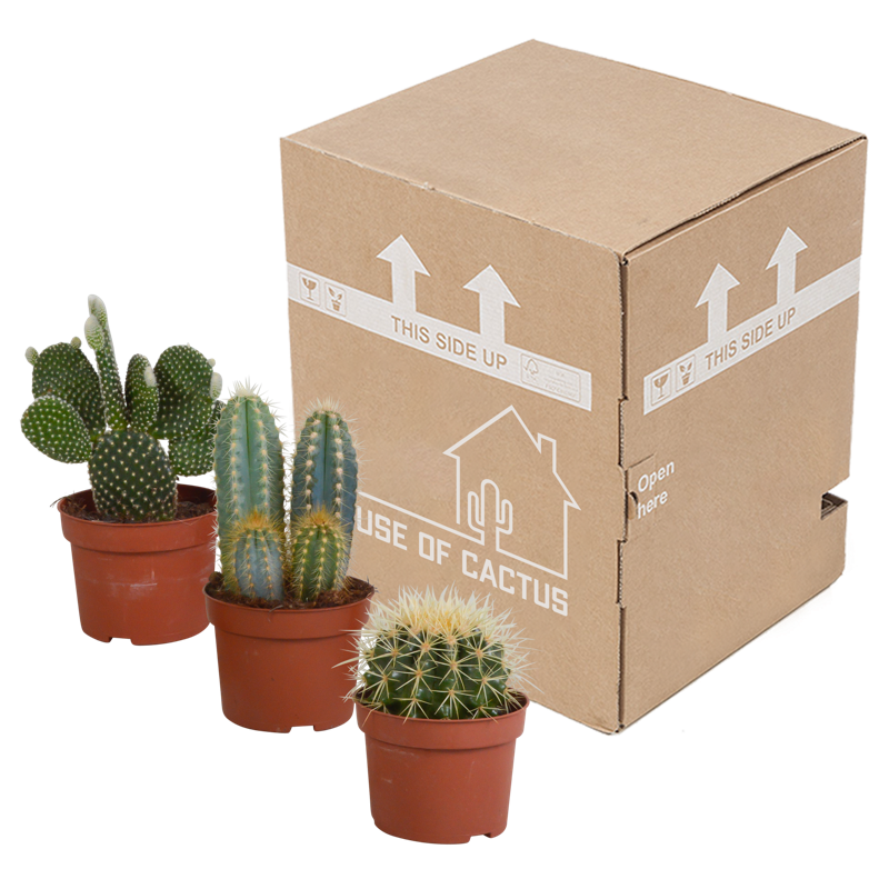 Cactus mix 12 cm | 3 stuks - Afbeelding 3