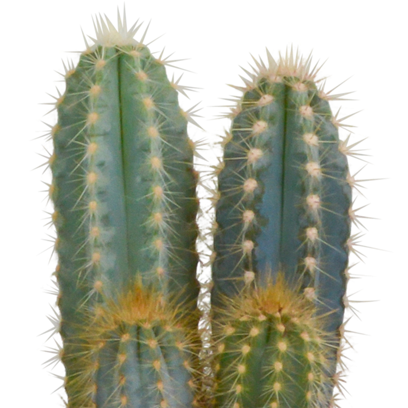 Cactus mix 12 cm | 3 stuks - Afbeelding 4
