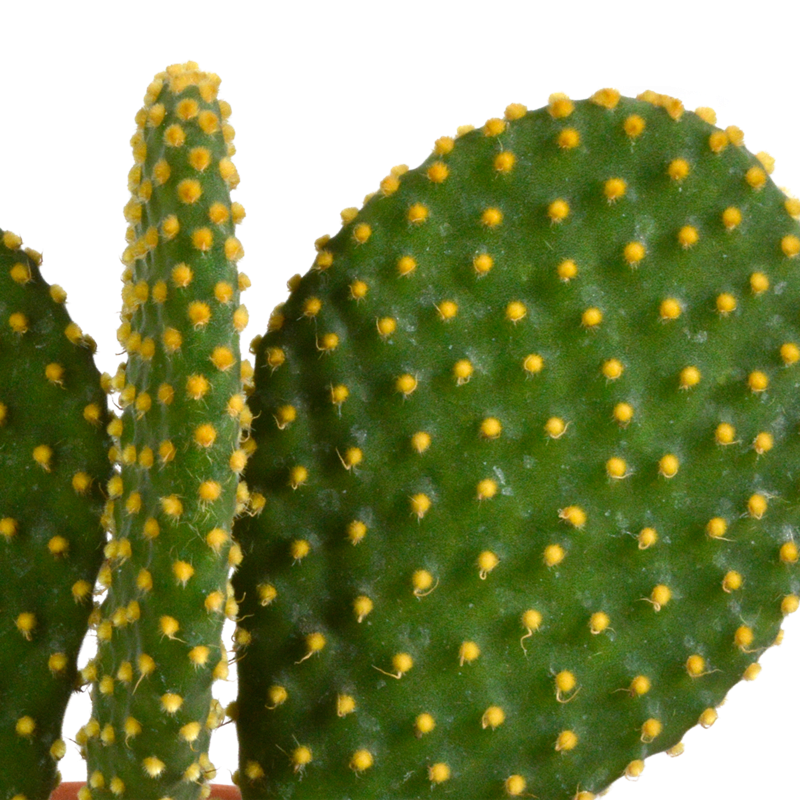 Cactus mix 12 cm | 3 stuks - Afbeelding 6