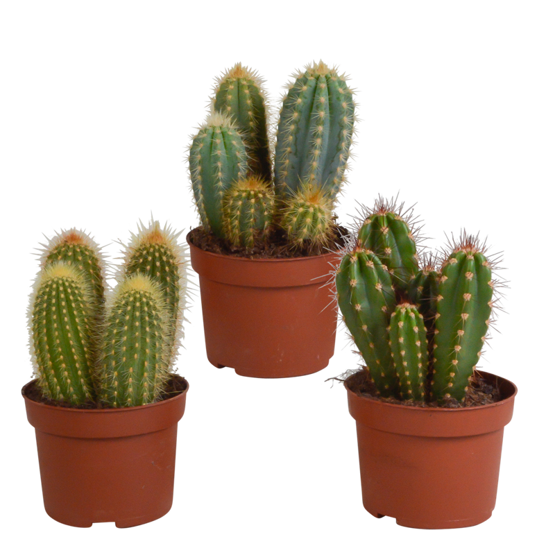 Cereus mix 10,5 cm | 3 stuks