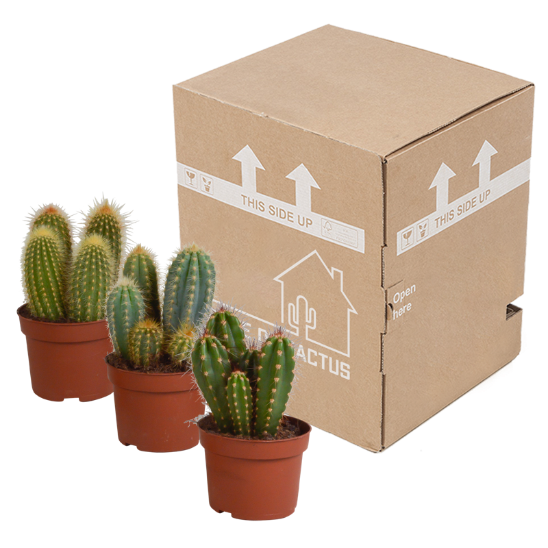 Cereus mix 10,5 cm | 3 stuks - Afbeelding 3