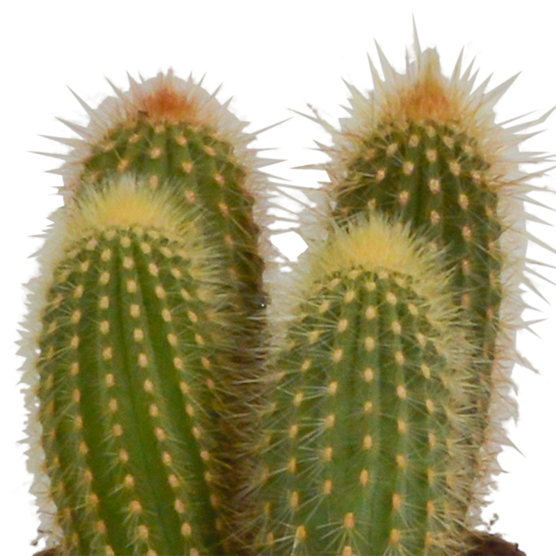 Cereus mix 10,5 cm | 3 stuks - Afbeelding 4