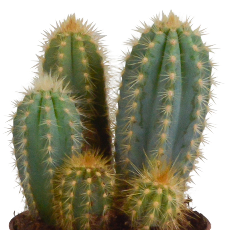Cereus mix 10,5 cm | 3 stuks - Afbeelding 5
