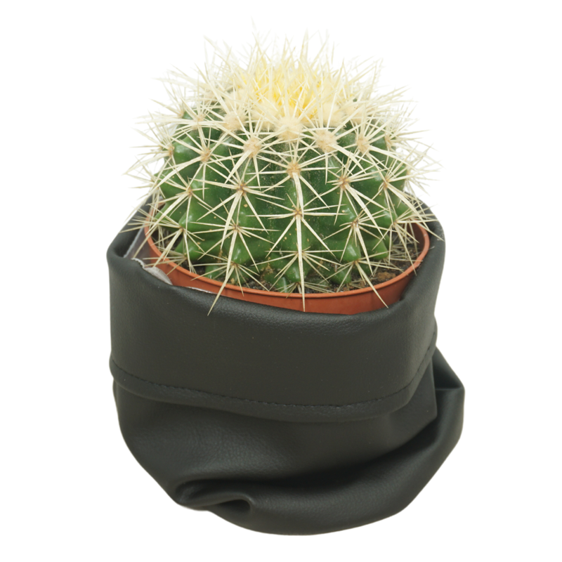 Echinocactus grusonii 12 cm in zwarte cactusleren pot
