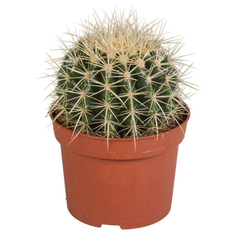 Echinocactus grusonii 12 cm
