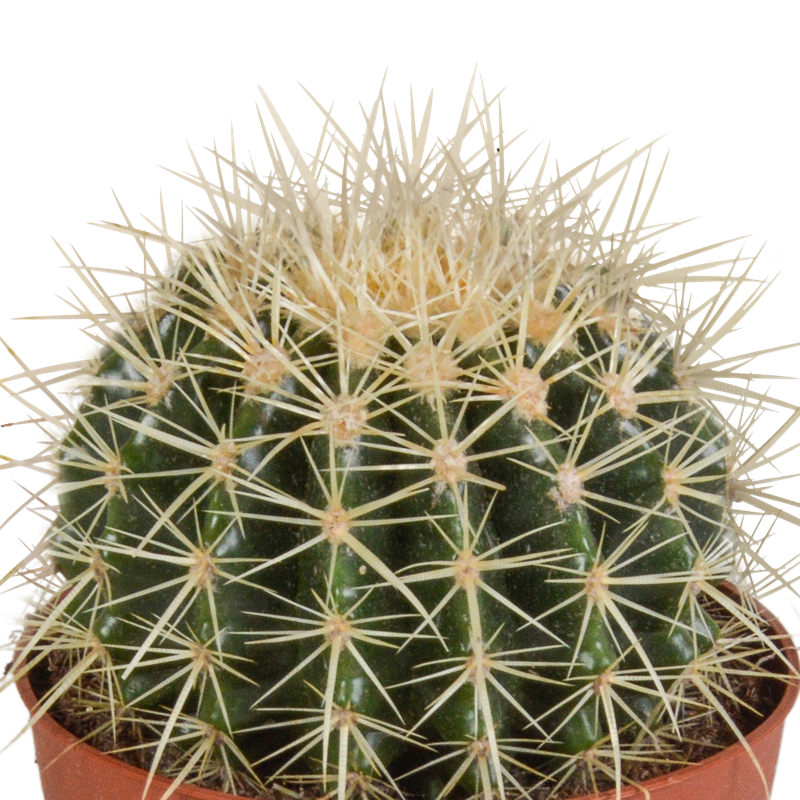 Echinocactus grusonii 12 cm - Afbeelding 3