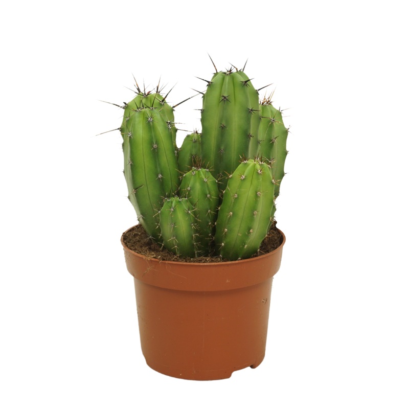 Polaskia chula 12 cm