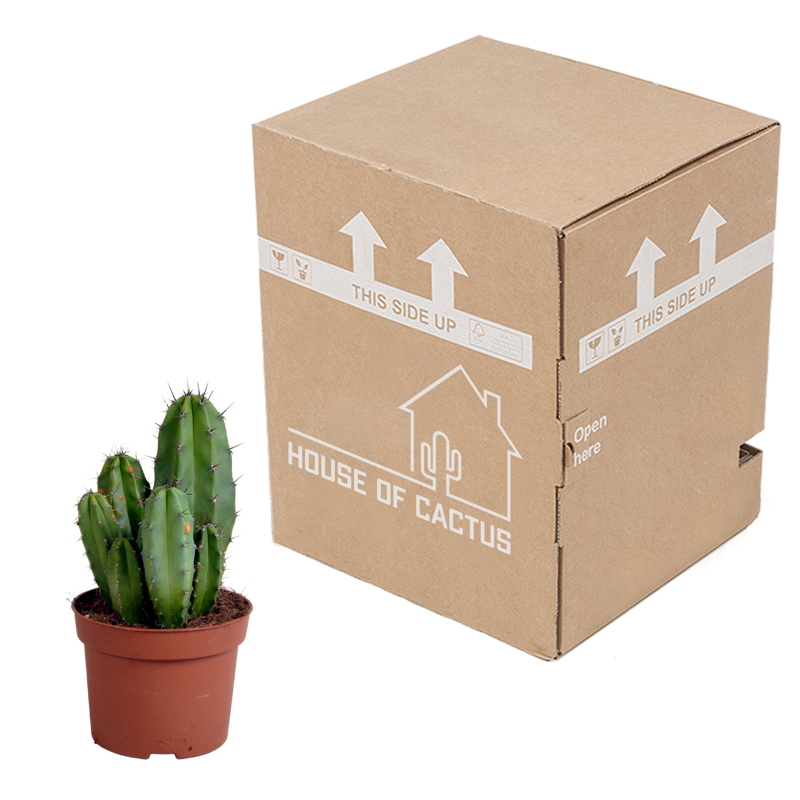 Polaskia chula 12 cm - Afbeelding 3