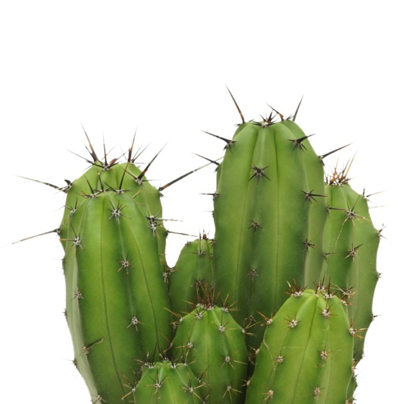 Polaskia chula 12 cm - Afbeelding 4