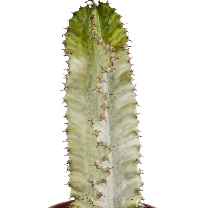 Euphorbia marmorata 17 cm - Afbeelding 3