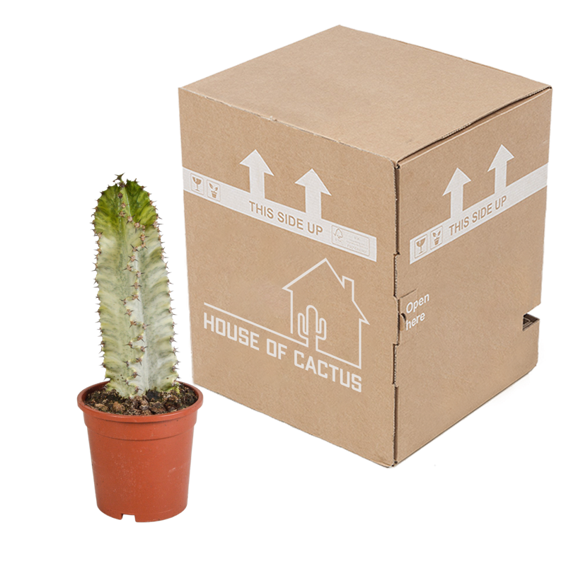 Euphorbia marmorata 17 cm - Afbeelding 4