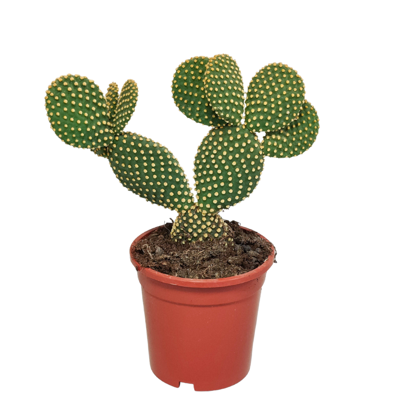 Opuntia microdasys 17 cm
