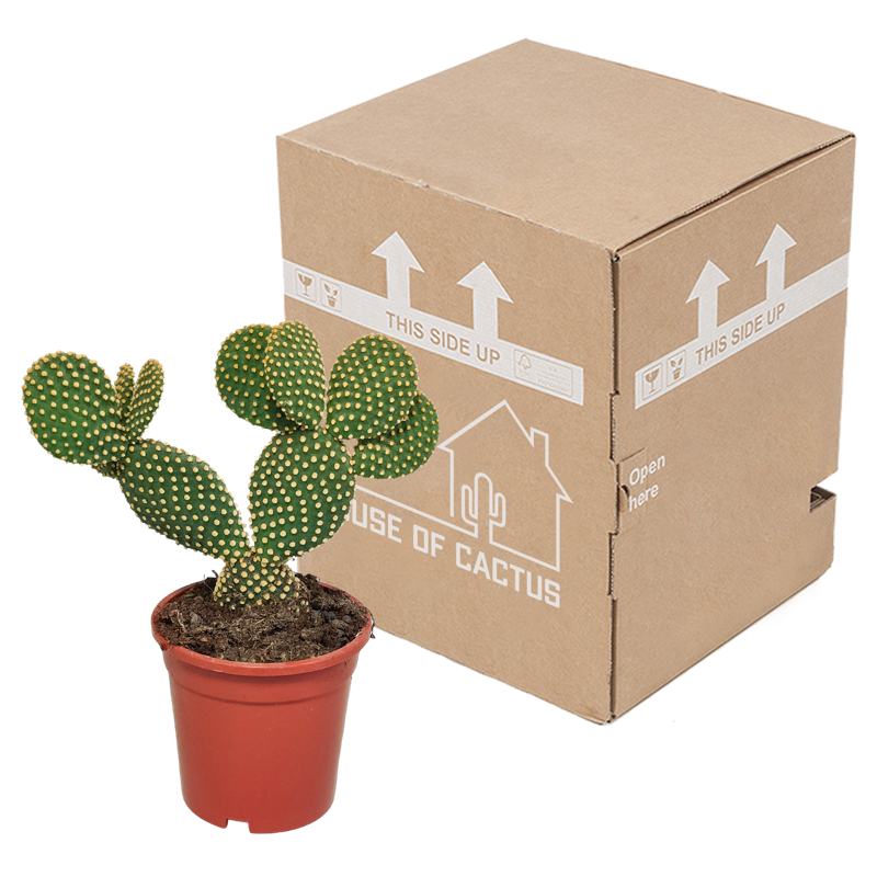 Opuntia microdasys 17 cm - Afbeelding 3