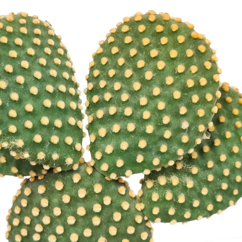Opuntia microdasys 17 cm - Afbeelding 4